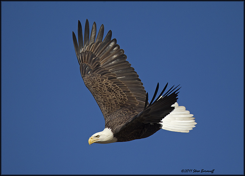 _1SB7556 american bald eagle.jpg